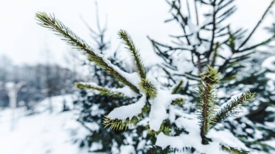 Лютые морозы вернутся на север Казахстана в ближайшие дни