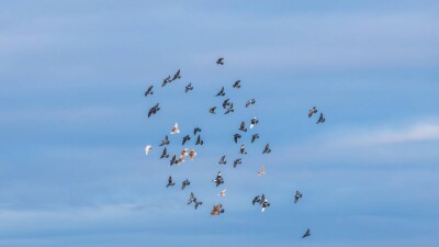 Число столкновений самолётов с птицами в Казахстане сократилось на 58% за год