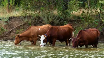 Из речки под Кызылордой незаконно брали воду: к поискам нарушителей подключилась полиция