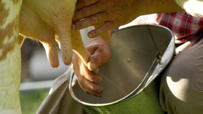 Фермеры выливают свежее молоко на севере Казахстана: нет спроса