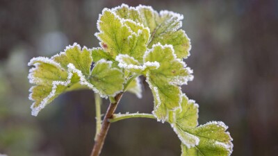 Ночными заморозками закончится неделя на севере Казахстана