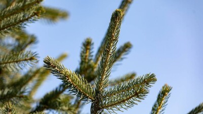 2500 ёлок изъяли полицейские во время рейдов в Казахстане