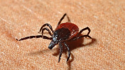 356 человек покусали клещи в Алматы. Один пострадавший заразился энцефалитом