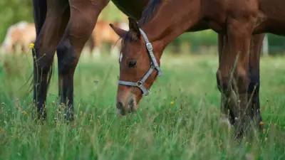 Два человека погибли в ДТП с лошадью в Акмолинской области