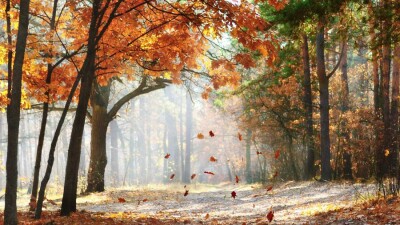 Тёплую осень прогнозируют в Казахстане