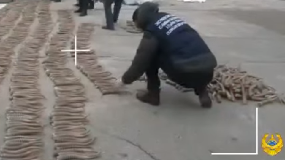 Более 2400 сайгачьих рогов изъяли полицейские в Атырау