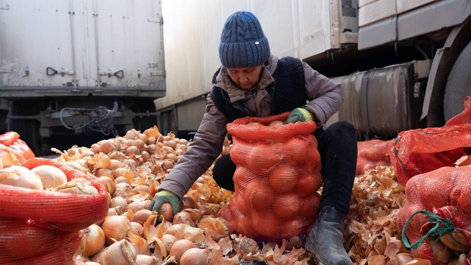 Лук за неделю подешевел на 10,5% в Казахстане
