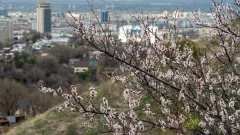 Цветение казахстанской "сакуры". В Алматы расцвёл урюк