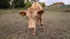"Горим! Молока нет!" Какая господдержка требуется казахстанским фермерам