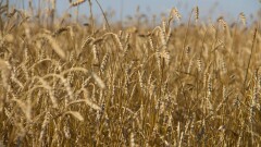 МСХ: лесные пожары в Костанайской области не отразятся на продовольственной безопасности страны