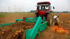 Китайский картофель, серый реэкспорт и ценовые качели. Что происходит на внутреннем рынке Казахстана