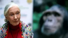 Умерла приматолог Джейн Гудолл. Она поменяла наши представления о шимпанзе