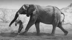 Слоновье горе: снимки победителя конкурса Wildlife Photographer Of The Year 2026 рассказывают, как скорбят слоны