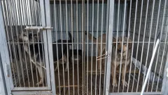 Как депутаты допустили принять законы, где содержание животных в отлове дороже, чем выплаты на нужды детей?