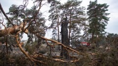 Сгоревшие леса в Костанайской области начали восстанавливать