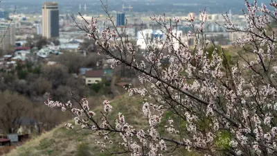 Цветение казахстанской "сакуры". В Алматы расцвёл урюк