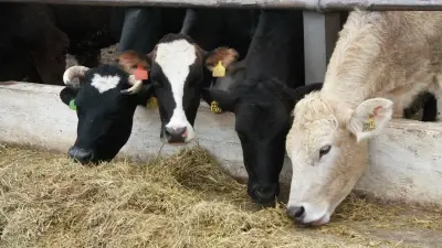 В АПК Казахстана всех посчитают, а детей помогут собрать в школу. Ключевые события августа 2025-го