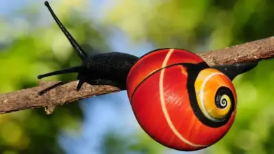 Самые красивые улитки в мире оказались под угрозой исчезновения: на них охотятся коллекционеры