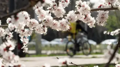Расцвела алматинская сакура. Алматинцы любуются урюком и мечтают внести в календарь новый праздник