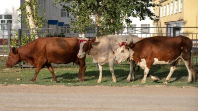 В Карагандинской области обнаружены очаги бруцеллёза