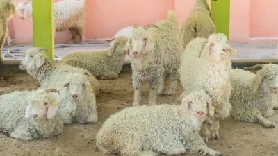 Как растут цены накануне Курбан айта на баранов и кто помогает с забоем