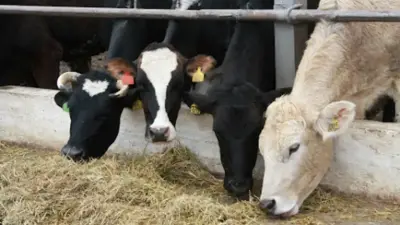 Почему племенной репродуктор напоминает военный объект и зачем на фермах включают релакс-музыку