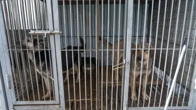 Как депутаты допустили принять законы, где содержание животных в отлове дороже, чем выплаты на нужды детей?