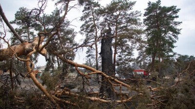 Сгоревшие леса в Костанайской области начали восстанавливать