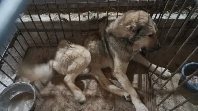 Речь не просто о собаках. Речь о доверии к госинститутам и способности исполнять законы