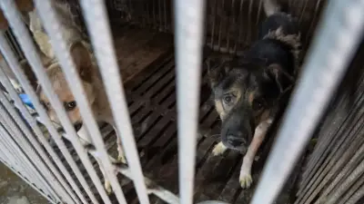 Маслихатам дано право самим принимать решения, включая продление сроков содержания бродячих животных