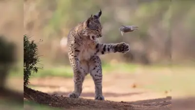 Играющая рысь, медведь и фламинго на фоне проводов. За кого голосовали зрители на конкурсе Wildlife Photographer of the Year