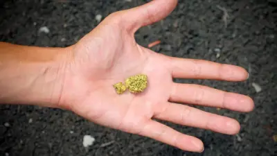 Золотая лихорадка, или Как наживаются чёрные старатели, уничтожая уникальную природу Восточного Казахстана