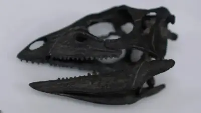 Размером с собаку и быстро бегал. Учёные обнаружили новый вид динозавров