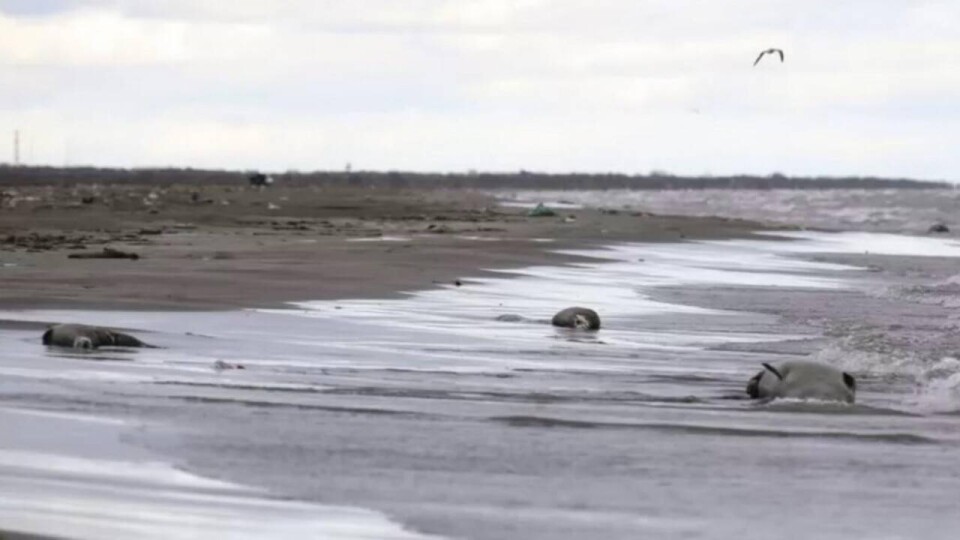 Число мёртвых тюленей на берегу Каспийского моря в Дагестане превысило две тысячи