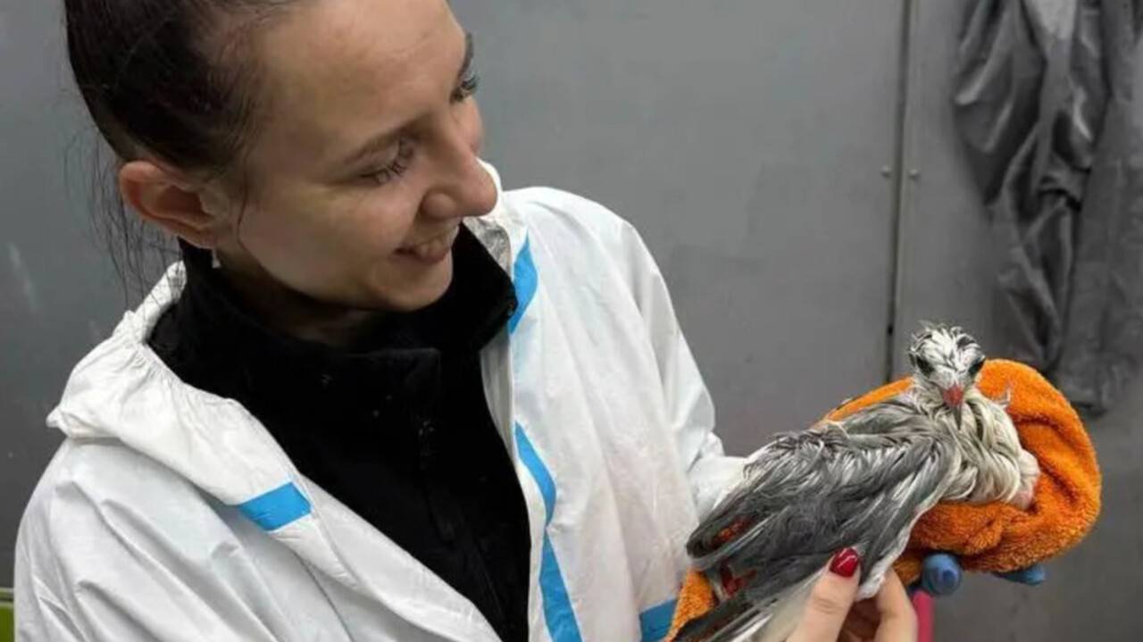 Птицам, которых волонтёры и местные жители находят на берегу, дают то же, что и человеку при отравлении: энтеросгель, полисорб. Чтобы отмыть, волонтёры используют крахмал и обычный бытовой Fairy / Volunteers archive