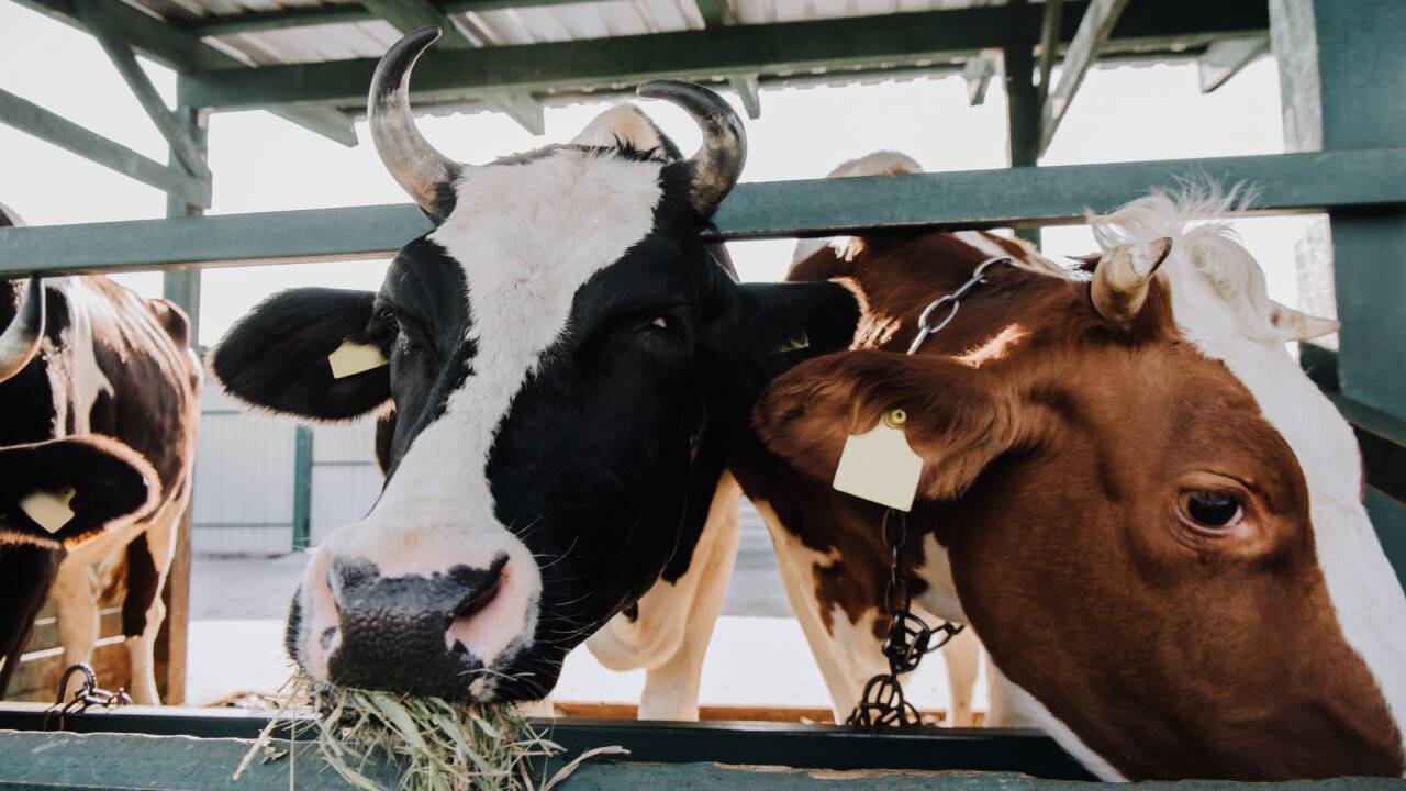 Четыре дела о подделке сертификатов на мясо и свидетельств о вакцинации животных расследуют в СКО