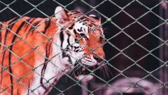 Узбекистан запретил использовать животных в цирках