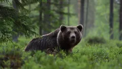 В Японии поймали медведя, который несколько дней держал в страхе город