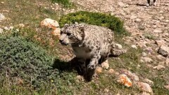 Как спасённого в Алматы снежного барса выпустили в природную среду, показал Институт зоологии