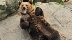 Медведь вышел к людям в нацпарке "Жонгар-Алатау"