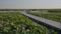 Более 190 млн тенге потратят на проведение фестиваля лотосов в Атырауской области. На что пойдут деньги
