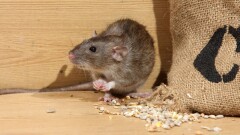 Ядовитые приманки против грызунов и насекомых разложат в парках Астаны