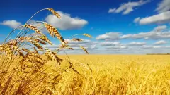 Почти все посевы в Казахстане находятся в хорошем состоянии перед уборкой – МСХ