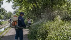 Мошкара заполонила Алматы: учёные назвали предварительные причины нашествия насекомых
