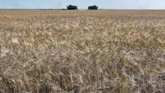"Рискуют потерять урожай". Какую помощь МСХ окажет фермерам Костанайской области