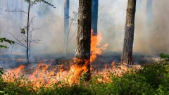 Природный пожар локализовали в Жамбылской области
