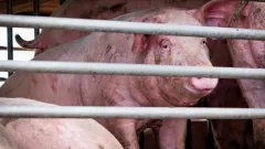 Максимальный уровень опасности объявили в Южной Корее из-за вспышки африканской чумы свиней