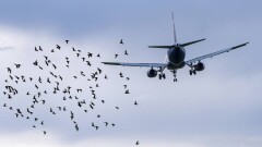 Самолёт FlyArystan столкнулся с птицами при вылете из Уральска