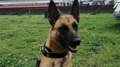 Полицейский пёс нашёл пропавших детей в Нур-Султане