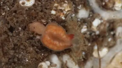 Считалась вымершей: медузу, известную только по рисункам, нашли в Шотландии